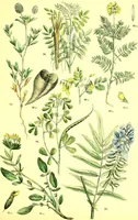An illustration from Flore pittoresque de la France : anatomie, physiologie, classification, description des plantes indigènes et cultivées au point de vue de l'agriculture, de l'horticulture et de la sylviculture / publiée sous la direction de J. Rothschild. (1885)