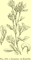 Picture 204 of 757 from Flore pittoresque de la France : anatomie, physiologie, classification, description des plantes indigènes et cultivées au point de vue de l'agriculture, de l'horticulture et de la sylviculture / publiée sous la direction de J. Rothschild. (1885), leaf 183