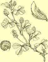 Picture 205 of 757 from Flore pittoresque de la France : anatomie, physiologie, classification, description des plantes indigènes et cultivées au point de vue de l'agriculture, de l'horticulture et de la sylviculture / publiée sous la direction de J. Rothschild. (1885), leaf 183