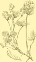 Picture 206 of 757 from Flore pittoresque de la France : anatomie, physiologie, classification, description des plantes indigènes et cultivées au point de vue de l'agriculture, de l'horticulture et de la sylviculture / publiée sous la direction de J. Rothschild. (1885), leaf 184