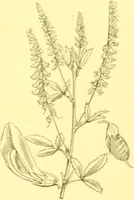 Picture 207 of 757 from Flore pittoresque de la France : anatomie, physiologie, classification, description des plantes indigènes et cultivées au point de vue de l'agriculture, de l'horticulture et de la sylviculture / publiée sous la direction de J. Rothschild. (1885), leaf 184