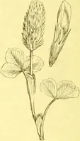An illustration from Flore pittoresque de la France : anatomie, physiologie, classification, description des plantes indigènes et cultivées au point de vue de l'agriculture, de l'horticulture et de la sylviculture / publiée sous la direction de J. Rothschild. (1885)