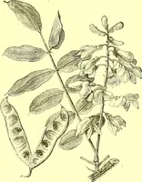 An illustration from Flore pittoresque de la France : anatomie, physiologie, classification, description des plantes indigènes et cultivées au point de vue de l'agriculture, de l'horticulture et de la sylviculture / publiée sous la direction de J. Rothschild. (1885)