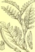 Picture 210 of 757 from Flore pittoresque de la France : anatomie, physiologie, classification, description des plantes indigènes et cultivées au point de vue de l'agriculture, de l'horticulture et de la sylviculture / publiée sous la direction de J. Rothschild. (1885), leaf 185
