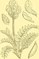 An illustration from Flore pittoresque de la France : anatomie, physiologie, classification, description des plantes indigènes et cultivées au point de vue de l'agriculture, de l'horticulture et de la sylviculture / publiée sous la direction de J. Rothschild. (1885)