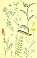 Picture 212 of 757 from Flore pittoresque de la France : anatomie, physiologie, classification, description des plantes indigènes et cultivées au point de vue de l'agriculture, de l'horticulture et de la sylviculture / publiée sous la direction de J. Rothschild. (1885), leaf 187