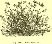 Picture 213 of 757 from Flore pittoresque de la France : anatomie, physiologie, classification, description des plantes indigènes et cultivées au point de vue de l'agriculture, de l'horticulture et de la sylviculture / publiée sous la direction de J. Rothschild. (1885), leaf 189