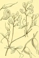 Picture 214 of 757 from Flore pittoresque de la France : anatomie, physiologie, classification, description des plantes indigènes et cultivées au point de vue de l'agriculture, de l'horticulture et de la sylviculture / publiée sous la direction de J. Rothschild. (1885), leaf 190