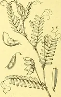 An illustration from Flore pittoresque de la France : anatomie, physiologie, classification, description des plantes indigènes et cultivées au point de vue de l'agriculture, de l'horticulture et de la sylviculture / publiée sous la direction de J. Rothschild. (1885)