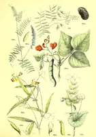 An illustration from Flore pittoresque de la France : anatomie, physiologie, classification, description des plantes indigènes et cultivées au point de vue de l'agriculture, de l'horticulture et de la sylviculture / publiée sous la direction de J. Rothschild. (1885)