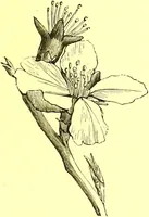 An illustration from Flore pittoresque de la France : anatomie, physiologie, classification, description des plantes indigènes et cultivées au point de vue de l'agriculture, de l'horticulture et de la sylviculture / publiée sous la direction de J. Rothschild. (1885)