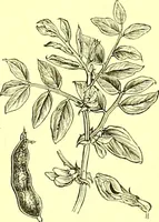 Picture 218 of 757 from Flore pittoresque de la France : anatomie, physiologie, classification, description des plantes indigènes et cultivées au point de vue de l'agriculture, de l'horticulture et de la sylviculture / publiée sous la direction de J. Rothschild. (1885), leaf 193