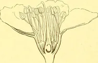 An illustration from Flore pittoresque de la France : anatomie, physiologie, classification, description des plantes indigènes et cultivées au point de vue de l'agriculture, de l'horticulture et de la sylviculture / publiée sous la direction de J. Rothschild. (1885)
