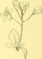 An illustration from Flore pittoresque de la France : anatomie, physiologie, classification, description des plantes indigènes et cultivées au point de vue de l'agriculture, de l'horticulture et de la sylviculture / publiée sous la direction de J. Rothschild. (1885)