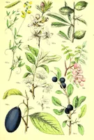 Picture 221 of 757 from Flore pittoresque de la France : anatomie, physiologie, classification, description des plantes indigènes et cultivées au point de vue de l'agriculture, de l'horticulture et de la sylviculture / publiée sous la direction de J. Rothschild. (1885), leaf 195