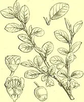 An illustration from Flore pittoresque de la France : anatomie, physiologie, classification, description des plantes indigènes et cultivées au point de vue de l'agriculture, de l'horticulture et de la sylviculture / publiée sous la direction de J. Rothschild. (1885)