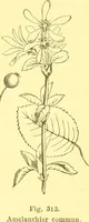 Picture 223 of 757 from Flore pittoresque de la France : anatomie, physiologie, classification, description des plantes indigènes et cultivées au point de vue de l'agriculture, de l'horticulture et de la sylviculture / publiée sous la direction de J. Rothschild. (1885), leaf 198