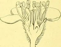 An illustration from Flore pittoresque de la France : anatomie, physiologie, classification, description des plantes indigènes et cultivées au point de vue de l'agriculture, de l'horticulture et de la sylviculture / publiée sous la direction de J. Rothschild. (1885)