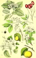 Picture 225 of 757 from Flore pittoresque de la France : anatomie, physiologie, classification, description des plantes indigènes et cultivées au point de vue de l'agriculture, de l'horticulture et de la sylviculture / publiée sous la direction de J. Rothschild. (1885), leaf 199