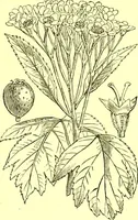 An illustration from Flore pittoresque de la France : anatomie, physiologie, classification, description des plantes indigènes et cultivées au point de vue de l'agriculture, de l'horticulture et de la sylviculture / publiée sous la direction de J. Rothschild. (1885)