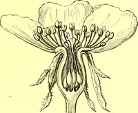 Picture 227 of 757 from Flore pittoresque de la France : anatomie, physiologie, classification, description des plantes indigènes et cultivées au point de vue de l'agriculture, de l'horticulture et de la sylviculture / publiée sous la direction de J. Rothschild. (1885), leaf 201