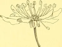 An illustration from Flore pittoresque de la France : anatomie, physiologie, classification, description des plantes indigènes et cultivées au point de vue de l'agriculture, de l'horticulture et de la sylviculture / publiée sous la direction de J. Rothschild. (1885)