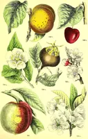 An illustration from Flore pittoresque de la France : anatomie, physiologie, classification, description des plantes indigènes et cultivées au point de vue de l'agriculture, de l'horticulture et de la sylviculture / publiée sous la direction de J. Rothschild. (1885)