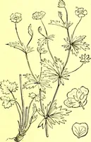 An illustration from Flore pittoresque de la France : anatomie, physiologie, classification, description des plantes indigènes et cultivées au point de vue de l'agriculture, de l'horticulture et de la sylviculture / publiée sous la direction de J. Rothschild. (1885)