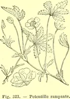 Picture 232 of 757 from Flore pittoresque de la France : anatomie, physiologie, classification, description des plantes indigènes et cultivées au point de vue de l'agriculture, de l'horticulture et de la sylviculture / publiée sous la direction de J. Rothschild. (1885), leaf 205