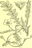 An illustration from Flore pittoresque de la France : anatomie, physiologie, classification, description des plantes indigènes et cultivées au point de vue de l'agriculture, de l'horticulture et de la sylviculture / publiée sous la direction de J. Rothschild. (1885)