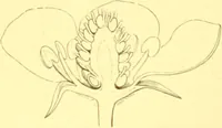 An illustration from Flore pittoresque de la France : anatomie, physiologie, classification, description des plantes indigènes et cultivées au point de vue de l'agriculture, de l'horticulture et de la sylviculture / publiée sous la direction de J. Rothschild. (1885)
