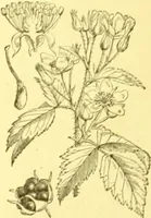 An illustration from Flore pittoresque de la France : anatomie, physiologie, classification, description des plantes indigènes et cultivées au point de vue de l'agriculture, de l'horticulture et de la sylviculture / publiée sous la direction de J. Rothschild. (1885)