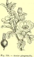 Picture 237 of 757 from Flore pittoresque de la France : anatomie, physiologie, classification, description des plantes indigènes et cultivées au point de vue de l'agriculture, de l'horticulture et de la sylviculture / publiée sous la direction de J. Rothschild. (1885), leaf 209