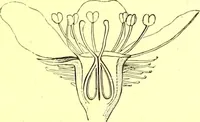 Picture 238 of 757 from Flore pittoresque de la France : anatomie, physiologie, classification, description des plantes indigènes et cultivées au point de vue de l'agriculture, de l'horticulture et de la sylviculture / publiée sous la direction de J. Rothschild. (1885), leaf 209