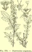 Picture 239 of 757 from Flore pittoresque de la France : anatomie, physiologie, classification, description des plantes indigènes et cultivées au point de vue de l'agriculture, de l'horticulture et de la sylviculture / publiée sous la direction de J. Rothschild. (1885), leaf 209