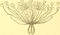 An illustration from Flore pittoresque de la France : anatomie, physiologie, classification, description des plantes indigènes et cultivées au point de vue de l'agriculture, de l'horticulture et de la sylviculture / publiée sous la direction de J. Rothschild. (1885)