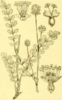Picture 241 of 757 from Flore pittoresque de la France : anatomie, physiologie, classification, description des plantes indigènes et cultivées au point de vue de l'agriculture, de l'horticulture et de la sylviculture / publiée sous la direction de J. Rothschild. (1885), leaf 210