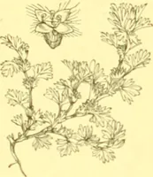 An illustration from Flore pittoresque de la France : anatomie, physiologie, classification, description des plantes indigènes et cultivées au point de vue de l'agriculture, de l'horticulture et de la sylviculture / publiée sous la direction de J. Rothschild. (1885)