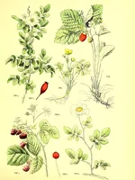 An illustration from Flore pittoresque de la France : anatomie, physiologie, classification, description des plantes indigènes et cultivées au point de vue de l'agriculture, de l'horticulture et de la sylviculture / publiée sous la direction de J. Rothschild. (1885)