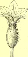 An illustration from Flore pittoresque de la France : anatomie, physiologie, classification, description des plantes indigènes et cultivées au point de vue de l'agriculture, de l'horticulture et de la sylviculture / publiée sous la direction de J. Rothschild. (1885)