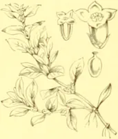 An illustration from Flore pittoresque de la France : anatomie, physiologie, classification, description des plantes indigènes et cultivées au point de vue de l'agriculture, de l'horticulture et de la sylviculture / publiée sous la direction de J. Rothschild. (1885)