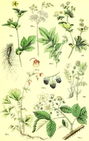 Picture 246 of 757 from Flore pittoresque de la France : anatomie, physiologie, classification, description des plantes indigènes et cultivées au point de vue de l'agriculture, de l'horticulture et de la sylviculture / publiée sous la direction de J. Rothschild. (1885), leaf 215