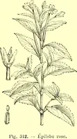 Picture 247 of 757 from Flore pittoresque de la France : anatomie, physiologie, classification, description des plantes indigènes et cultivées au point de vue de l'agriculture, de l'horticulture et de la sylviculture / publiée sous la direction de J. Rothschild. (1885), leaf 217