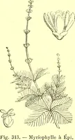 Picture 248 of 757 from Flore pittoresque de la France : anatomie, physiologie, classification, description des plantes indigènes et cultivées au point de vue de l'agriculture, de l'horticulture et de la sylviculture / publiée sous la direction de J. Rothschild. (1885), leaf 217