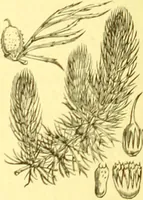 An illustration from Flore pittoresque de la France : anatomie, physiologie, classification, description des plantes indigènes et cultivées au point de vue de l'agriculture, de l'horticulture et de la sylviculture / publiée sous la direction de J. Rothschild. (1885)