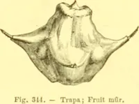 Picture 250 of 757 from Flore pittoresque de la France : anatomie, physiologie, classification, description des plantes indigènes et cultivées au point de vue de l'agriculture, de l'horticulture et de la sylviculture / publiée sous la direction de J. Rothschild. (1885), leaf 218