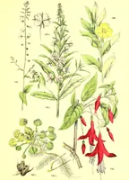 An illustration from Flore pittoresque de la France : anatomie, physiologie, classification, description des plantes indigènes et cultivées au point de vue de l'agriculture, de l'horticulture et de la sylviculture / publiée sous la direction de J. Rothschild. (1885)