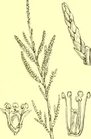 Picture 252 of 757 from Flore pittoresque de la France : anatomie, physiologie, classification, description des plantes indigènes et cultivées au point de vue de l'agriculture, de l'horticulture et de la sylviculture / publiée sous la direction de J. Rothschild. (1885), leaf 221