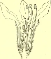 Picture 253 of 757 from Flore pittoresque de la France : anatomie, physiologie, classification, description des plantes indigènes et cultivées au point de vue de l'agriculture, de l'horticulture et de la sylviculture / publiée sous la direction de J. Rothschild. (1885), leaf 221