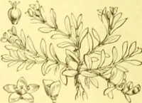 Picture 254 of 757 from Flore pittoresque de la France : anatomie, physiologie, classification, description des plantes indigènes et cultivées au point de vue de l'agriculture, de l'horticulture et de la sylviculture / publiée sous la direction de J. Rothschild. (1885), leaf 222